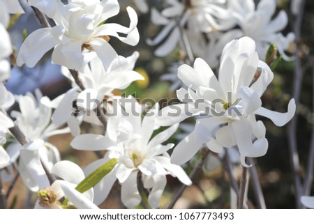 White magnolia flower. Magnolia stellata.