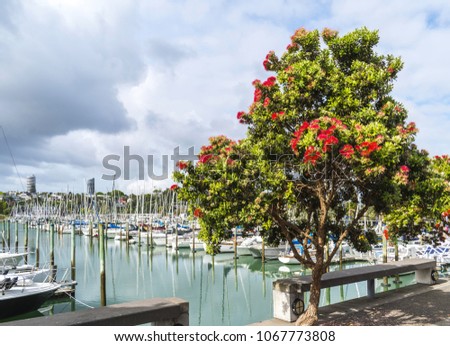 Pohutukawa Tree at Westhaven Boats Marina Auckland New Zealand