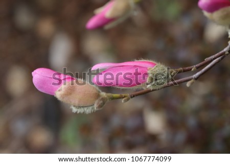 magnolia spring garden