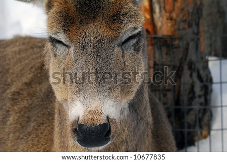 Close-up picture of a White-tailed deer