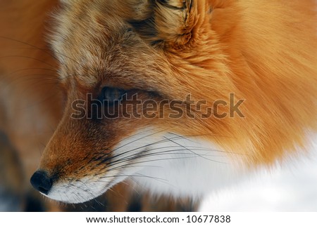 Close-up picture of a wild Red Fox