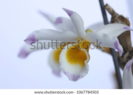 Orchid close up white background
