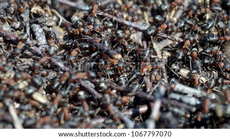  anthill close-up, shallow depth of field