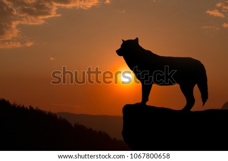Wonderful detail in nature. The silhouette of a large wolf up close. The big wolf stands on the rock and watches the environment. Beautiful sunset and orange sky in the background.