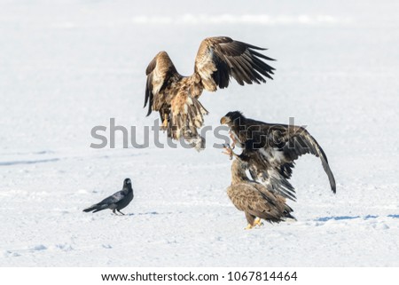 Flying rare eagle. Stellers sea eagle, Haliaeetus pelagic, flying bird of prey, with blue sky in background, Hokkaido, Japan. Eagle with nature mountain habitat. Winter scene with snow and eagle.
