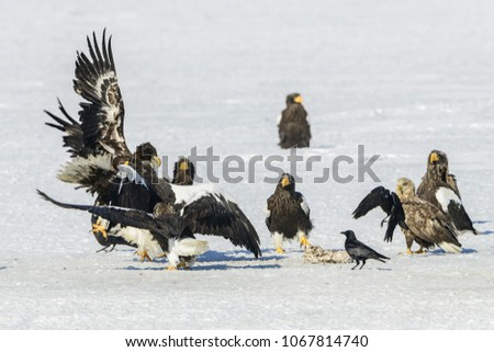 Flying rare eagle. Stellers sea eagle, Haliaeetus pelagic, flying bird of prey, with blue sky in background, Hokkaido, Japan. Eagle with nature mountain habitat. Winter scene with snow and eagle.
