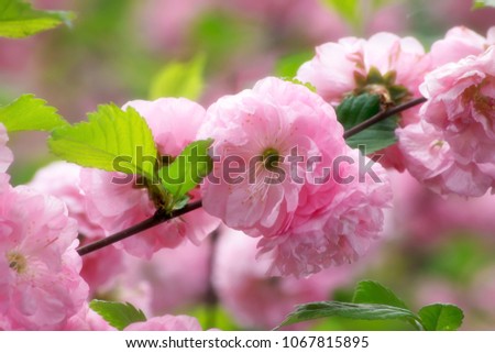 Mysterious spring floral background with blooming pink sakura flowers on a sunny day