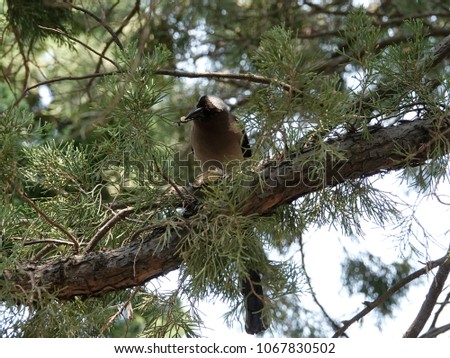 Grey Treepie perched on the tree branch and eating a peanut in public park, Taipei, Taiwan. Grey treepie, also known as the Himalayan treepie is medium-sized and long-tailed member of the crow family.
