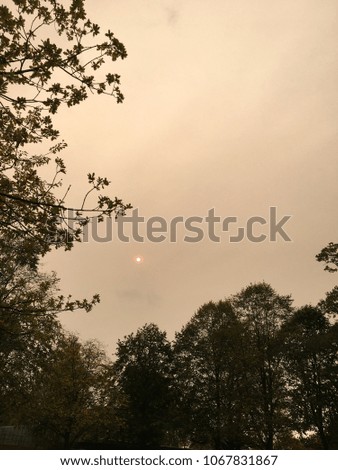 Moon pictured on a dusty day with trees framing the photo
