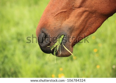 close-up of head of horse eating grass Royalty-Free Stock Photo #106784324