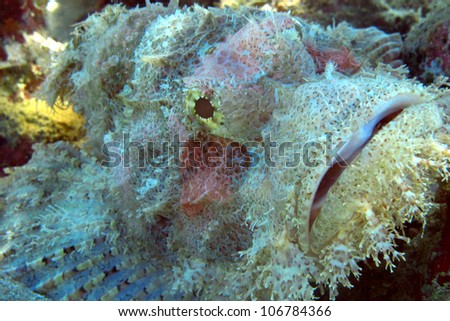 Yellowmargine moray (Gymnothorax flavimarginatus) - moray eel