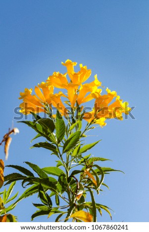 Botanical images yellow flowers on the sky background
