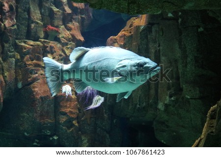 Dusky Grouper Aquarium