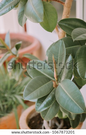 Magnolia tree leaves close up in a pot 