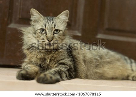 female cat on the blurred background. images may contain high numbers of grain and noise