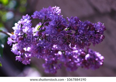 Flowering branch of purple lilac