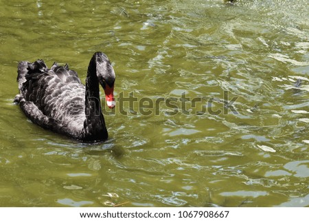 Black  swan  in pond (Scientific name: Cygnus atratus)