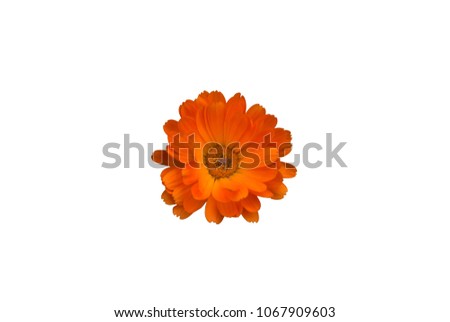 a flower, isolated