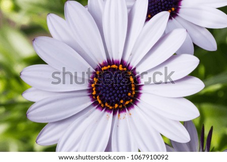 White daisies with purple center. ''Dimorphotheca ecklonis'' or ''Osteospermum''