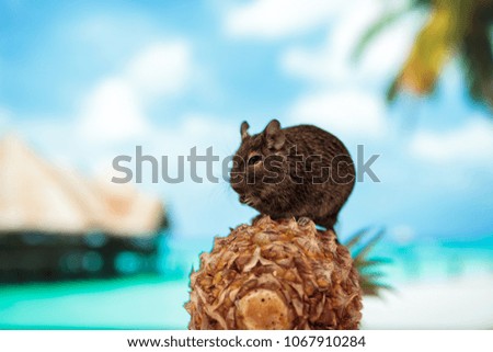 rodent degu climbed on a pineapple. Tropical beach. Nature background.