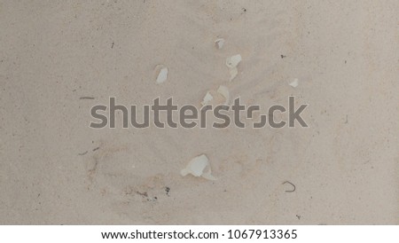 Turtle eggs in the sand at the Pink Sands Beach in Harbour Island, Eleuthera, Bahamas