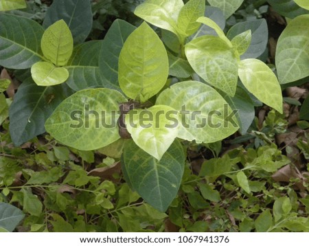 Close up of yellow and green color leaves of Gardenia plant