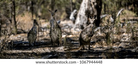 three curious kangaroos