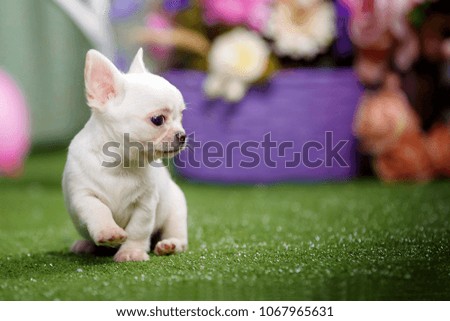 cute funny little chihuahua puppy