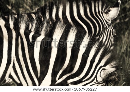 Matching pair of zebra necks