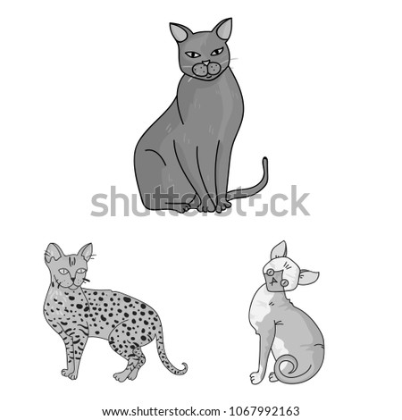 Breeds of cats monochrome icons in set collection for design. Pet cat vector symbol stock web illustration.