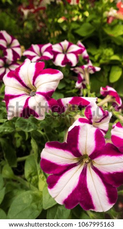 Colorful flowers on garden in summer