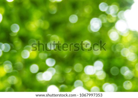 Abstact defocus bokeh light background made of forest style,Beautiful background image.