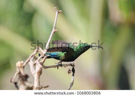 hummingbird in flight tropical, carribean West Indies travel stock, photo, photograph, picture, image