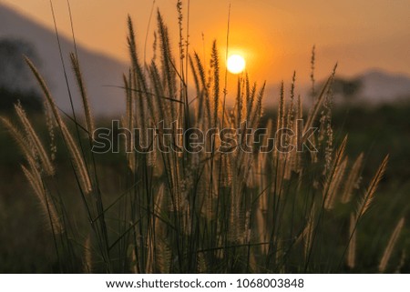 Grass  flower  beside  mountain  in  sunset
