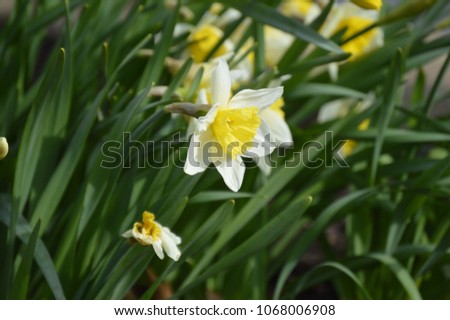 Bright yellow and white spring daffodils