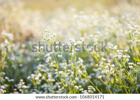 Beautiful white flowers with soft focus and warm mood
