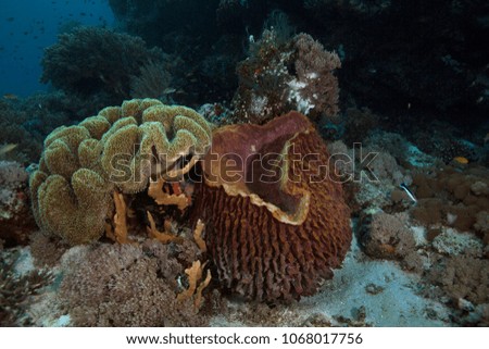 Soft corals and sea sponge. Picture was taken in the Ceram sea, Raja Ampat, West Papua, Indonesia
