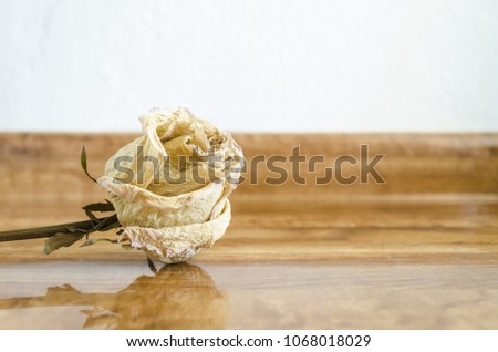 Old white rose resting on wooden background