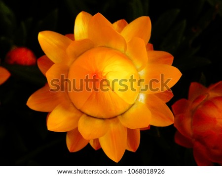 garden floral plant flower