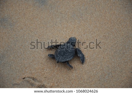 Turtle hatchling moving over the beach towards the ocean. Picture taken in Hikkaduw, Sri Lanka