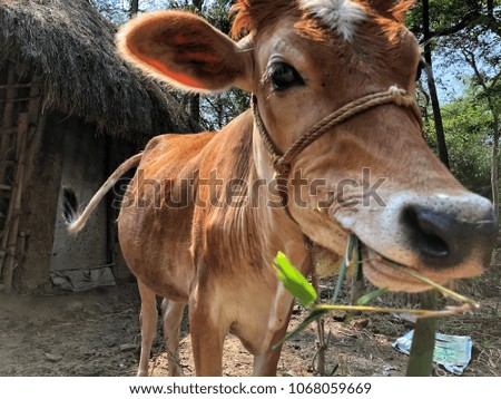 Close up view of cow