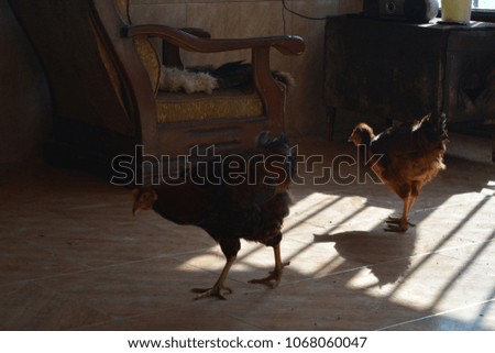 roosters and hens in the living room of our farmhouse in north Iran
