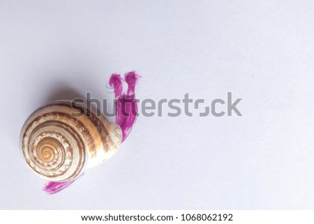 Painted snail with real shell isolated on white background. Mobile photo. Closeup.