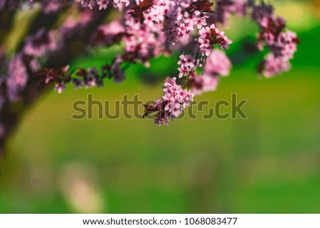 Cherry wild flowers in the spring morning