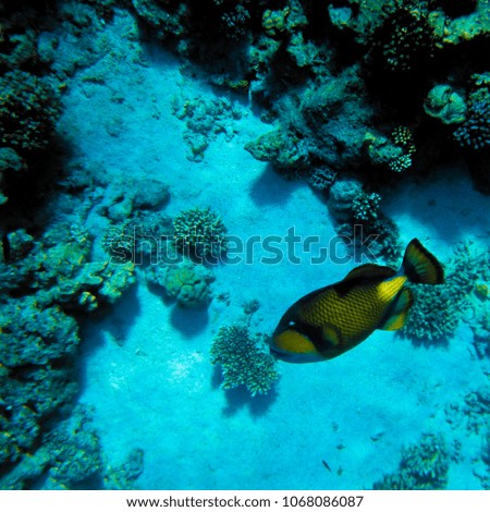 Corals and fish in the red sea