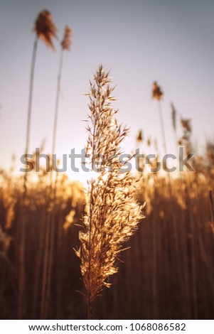 Dried stalks of reeds against the background of sunset. Reed against the sunset. Sun rays shining through dry reed grasses