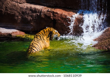 Beautiful Amur tiger