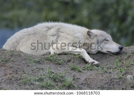 Sleeping Wolf Views