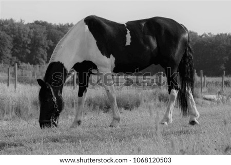 Black and white picture of a grazing horse