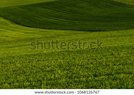 Green meadow. Simplistic composition of green grass hills in summer. Beautiful light and composition.
